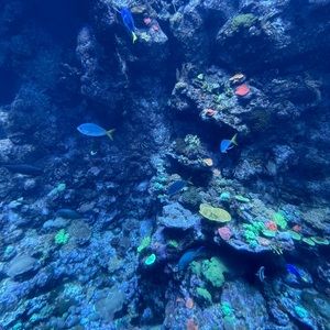 Meet your Posher, Ellie